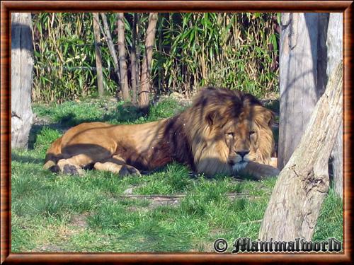 Lion male zoo Amneville