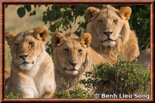 Lion portrait parc national Maasai Mara