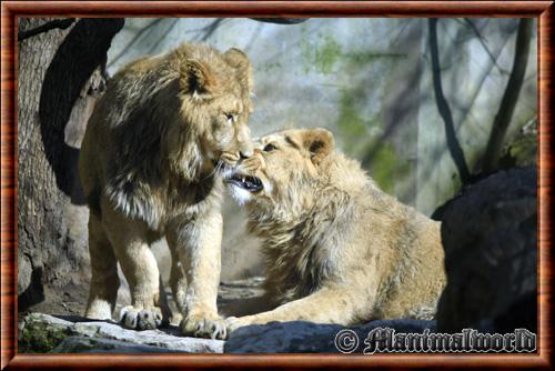 Lion zoo de Mulhouse