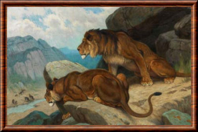 Lions à l’affût