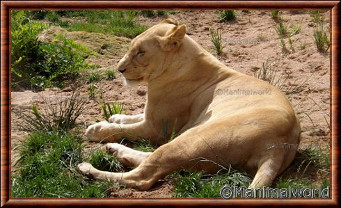 Le lionne blanche du zoo d'Amnéville