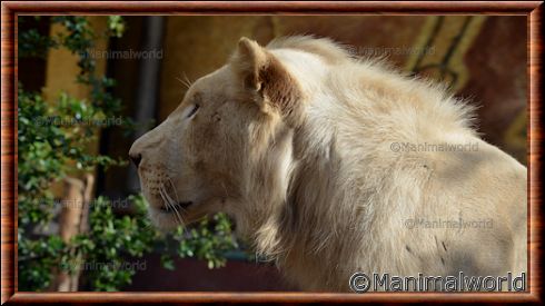 Portrait d'une lionne blanche