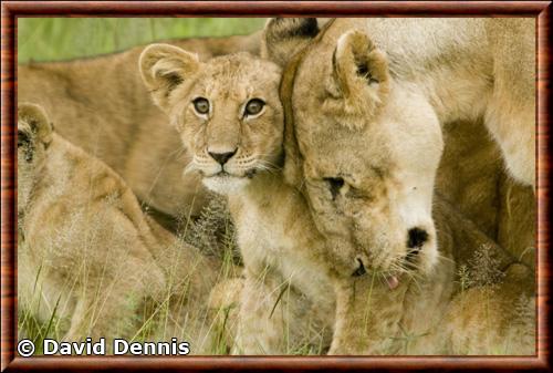 Lionceau afrique de l'Est Serengeti