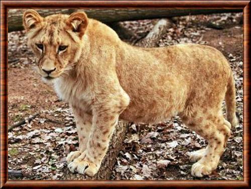 Lionceau du Katanga