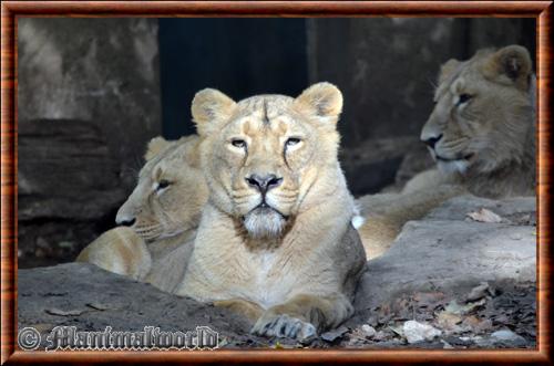 Lionne d'Asie zoo de Mulhouse