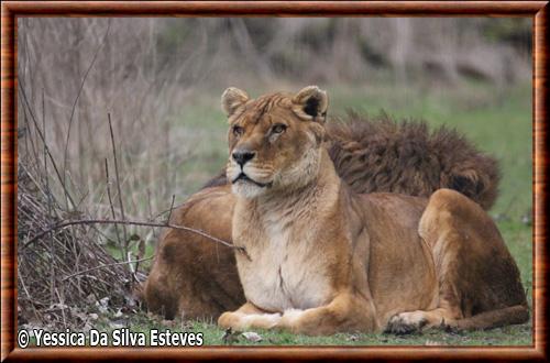 Lionne du Congo parc des felins