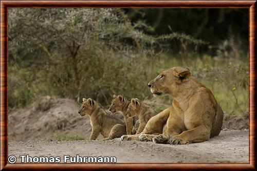 Lionne et lionceau parc national Lac Nakuru