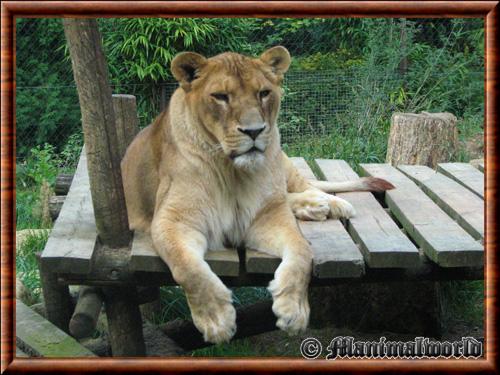 Lionne zoo Amneville