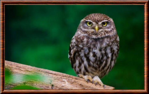 Little owl