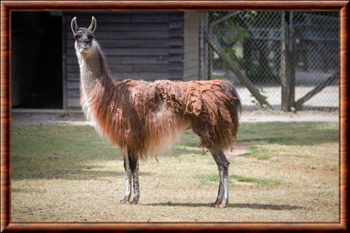 Llama