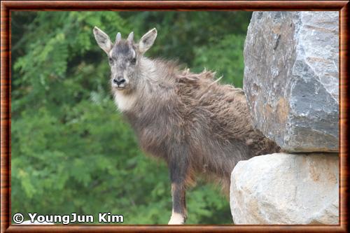 Long tailed goral