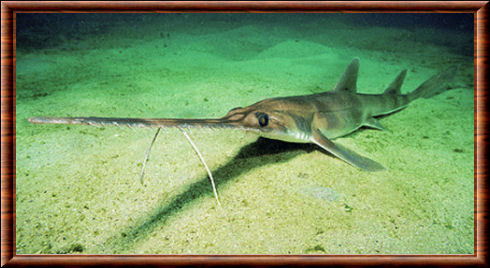 Longnose sawshark