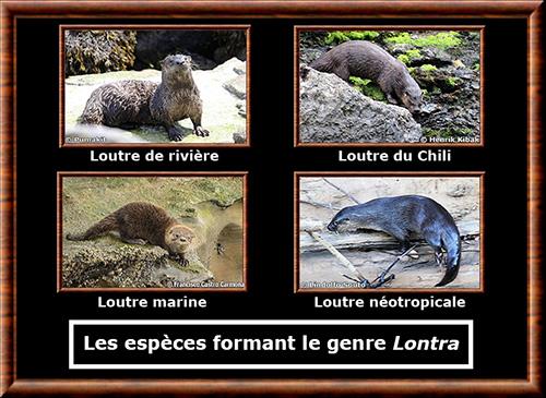 Lontra