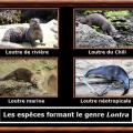 Lontra