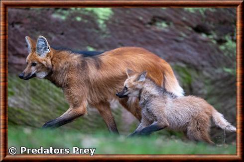 Loup à crinière femelle et son petit.jpg