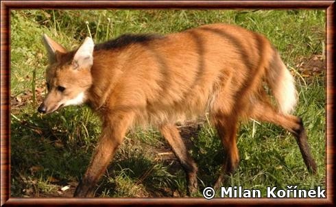 Loup à crinière au zoo d'Amnéville