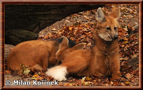 Loup à crinière au zoo de Liberec