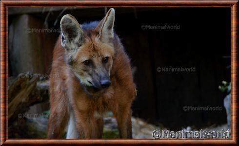 Loup à crinière au zoo de Mulhouse