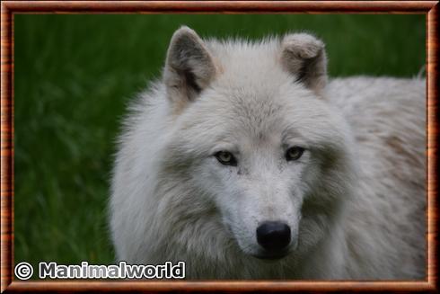 Loup arctique gros plan