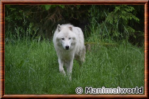 Loup arctique auparc de Sainte-croix