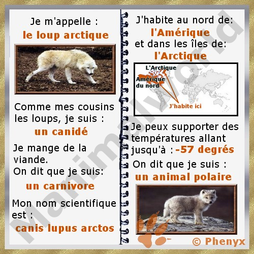 Loup arctique fiche pour enfants