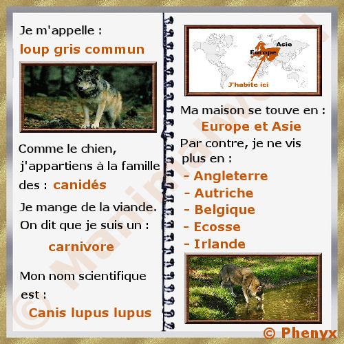 Loup gris commun fiche pour enfants