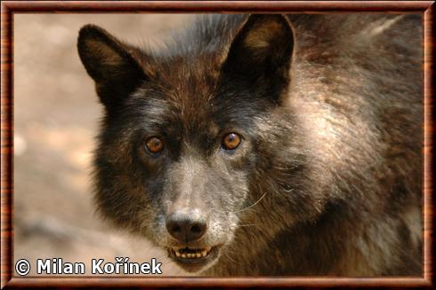 Loup d'Alaska gros plan