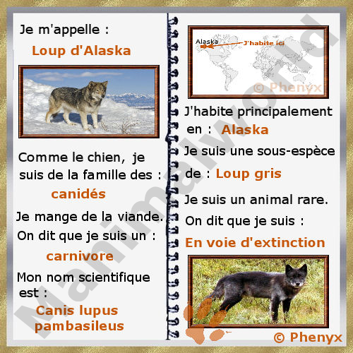 Loup d'Alaska fiche pour enfants