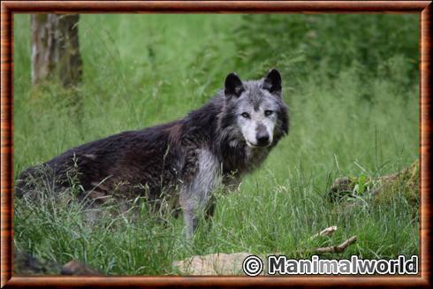 Loup d'Alberta (Canis lupus occidentalis)