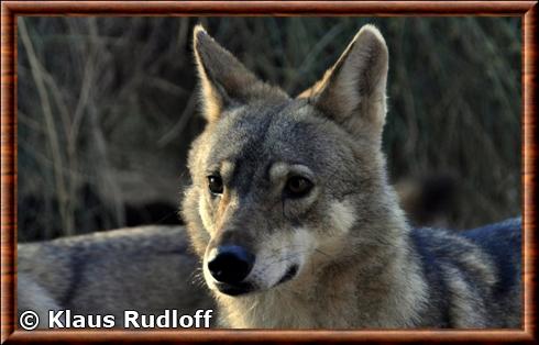 Loup d'Arabie gros plan