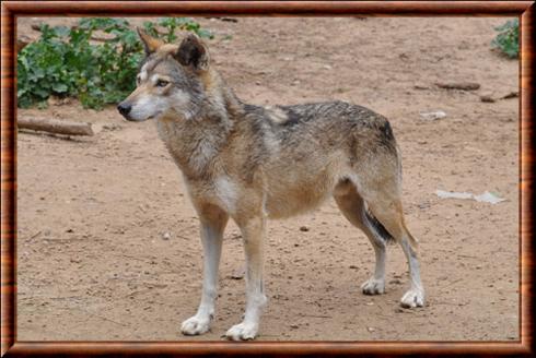 Loup d'Arabie au Meir Segals Garden University Zoo