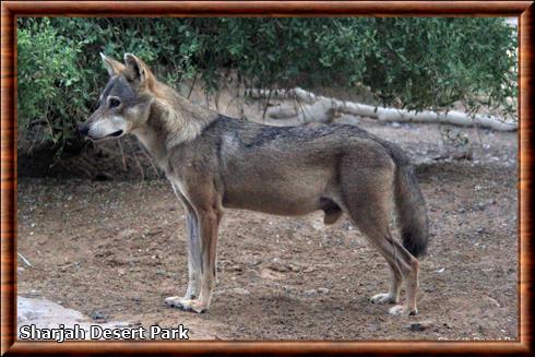 Loup d'Arabie au zoo de Sharjah