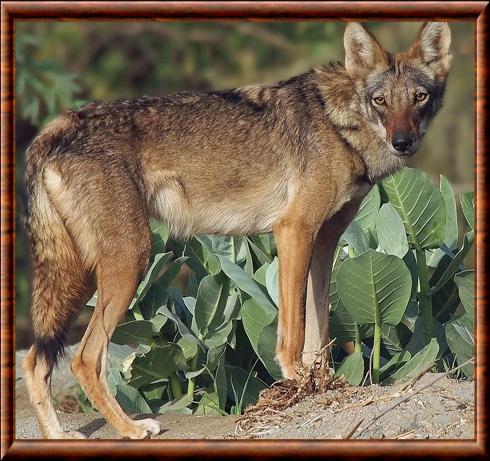 Loup d'Arabie (Canis lupus arabs)
