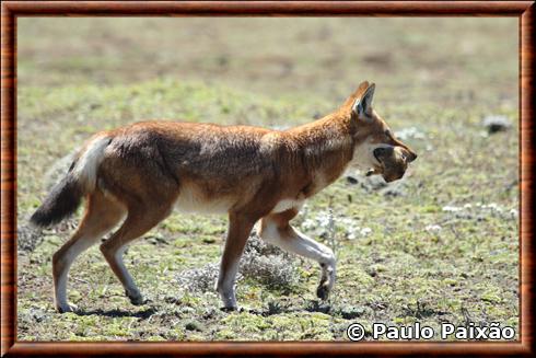 Loup d’Ethiopie en chasse.jpg