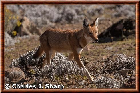 Loup d’Ethiopie (Canis simensis)