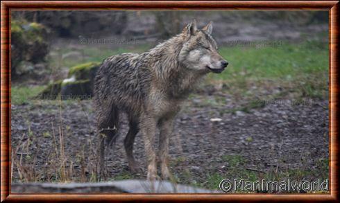 Le loup gris européen