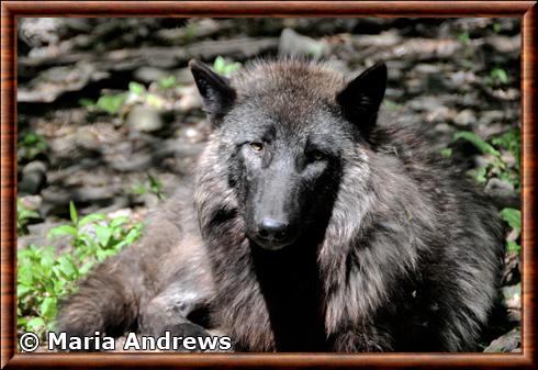 Loup de Colombie-Britannique (Canis lupus columbianus)