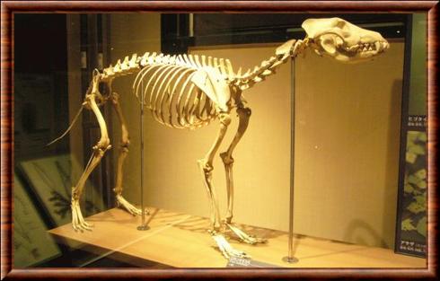Loup de Honshu squelette