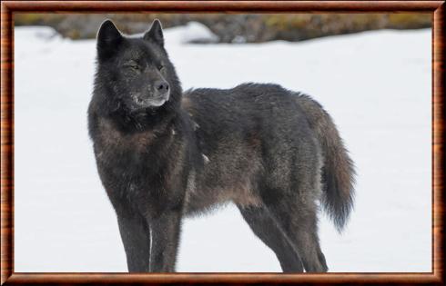 Loup de l'archipel Alexandre (Canis lupus ligoni)