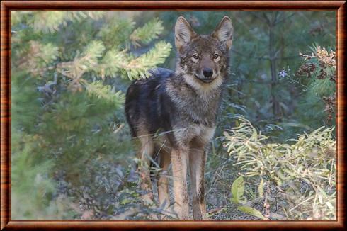 Loup de l'Est juvénile