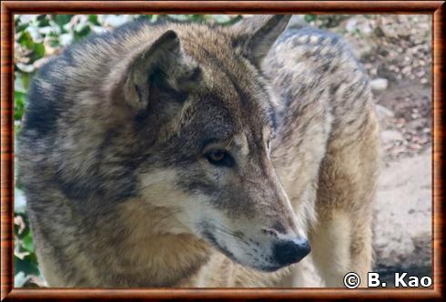 Loup de l'Est portrait