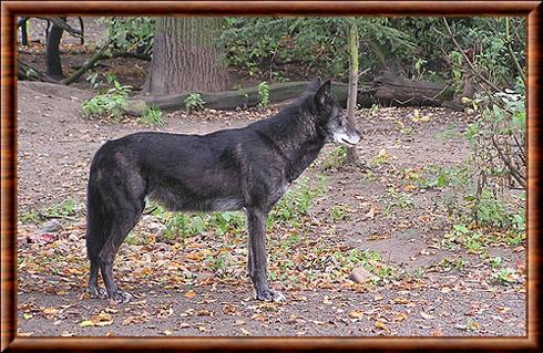 Loup de l'Est Zoom Erlebniswelt