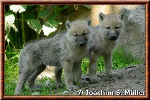 Loup de la baie d'Hudson juvenile