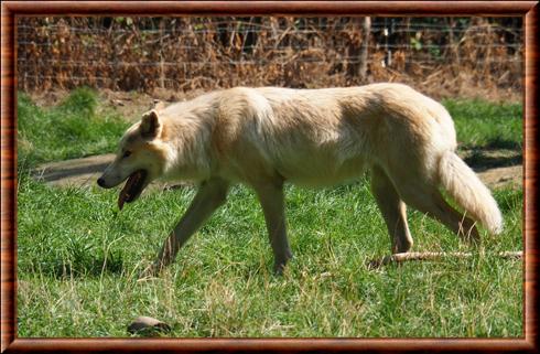 Loup de la baie d'Hudson (Canis lupus hudsonicus)