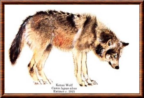 Loup de la Péninsule Kenai (Canis lupus alces)