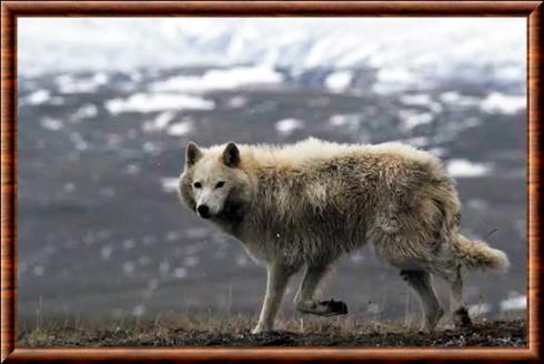 Loup de la Terre de Baffin (Canis lupus manningi)