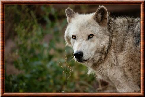 Loup de la toundra d’Alaska portrait