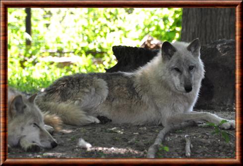 Loup de la toundra d’Alaska au zoo de Bucarest.jpg