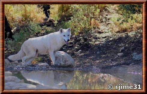 Loup de la toundra d’Alaska (Canis lupus tundrarum)