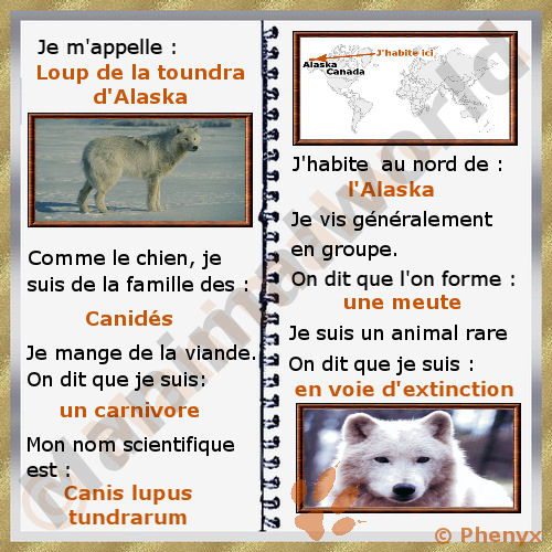 Loup de la toundra d'Alaska